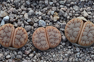 Ferti Lithops Fertilizante Orgânico para lithops e mesembs saco zip 100 g